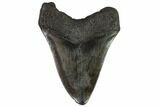 Fossil Megalodon Tooth - South Carolina #108894-2